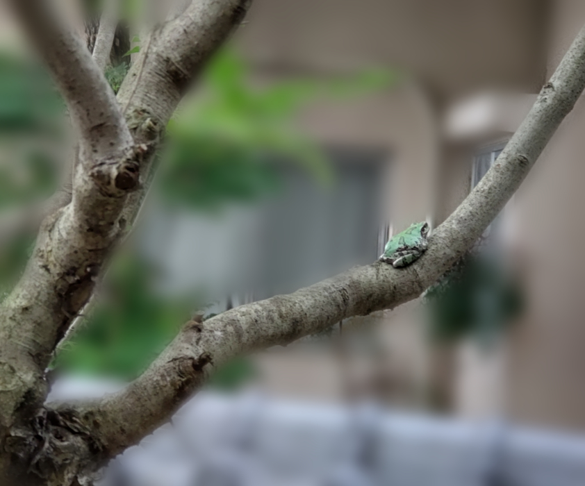 木の上のカエル