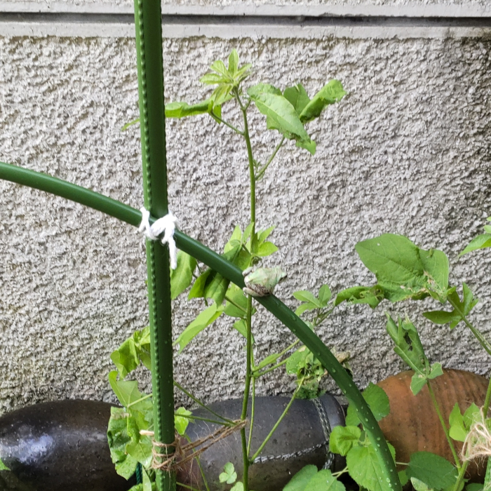 アーチの上のカエル