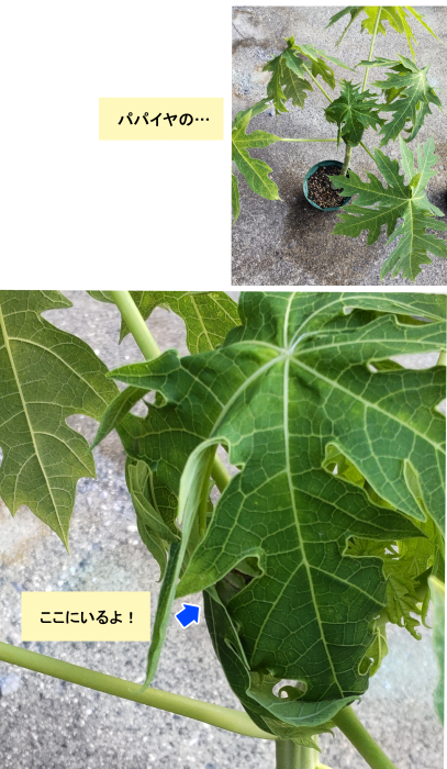 パパイヤの葉の中のカエル