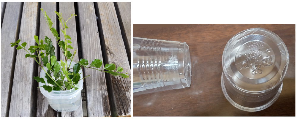 水苔を使った挿し木