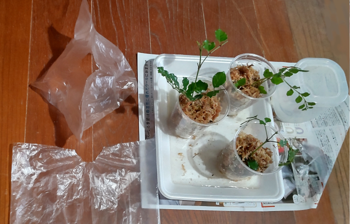 水苔を使った挿し木