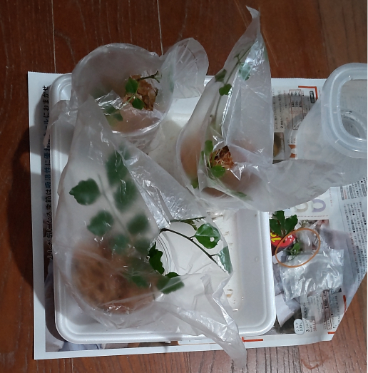 水苔を使った挿し木