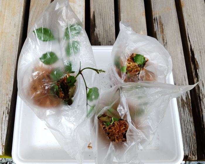 水苔を使った挿し木