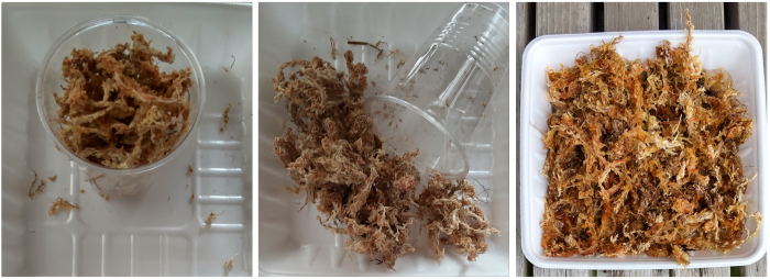 水苔を使った挿し木