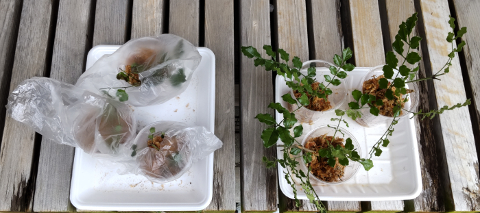 水苔を使った挿し木