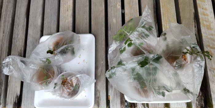 水苔を使った挿し木