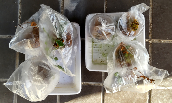 水苔を使った挿し木