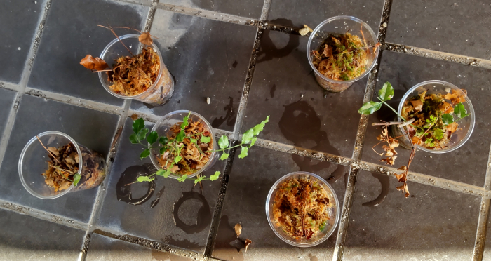 水苔を使った挿し木