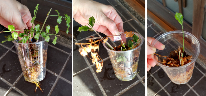 水苔を使った挿し木