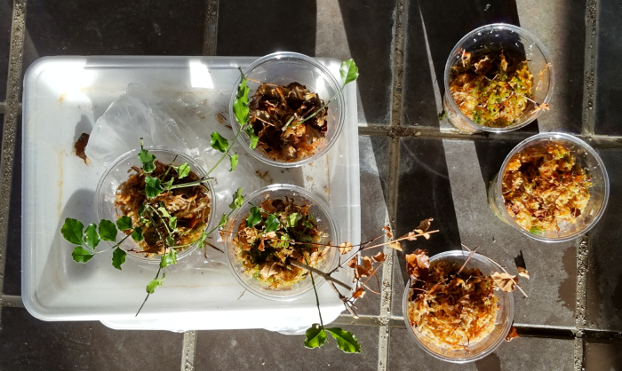 水苔を使った挿し木