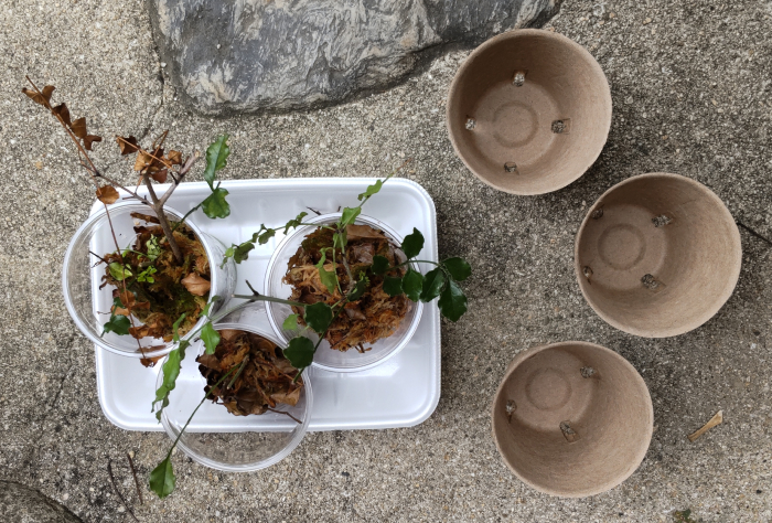 水苔を使った挿し木