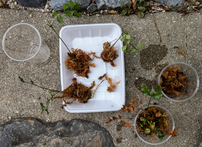 水苔を使った挿し木
