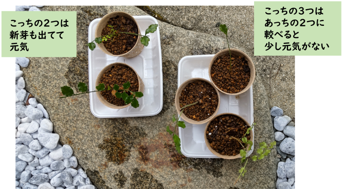 水苔を使った挿し木