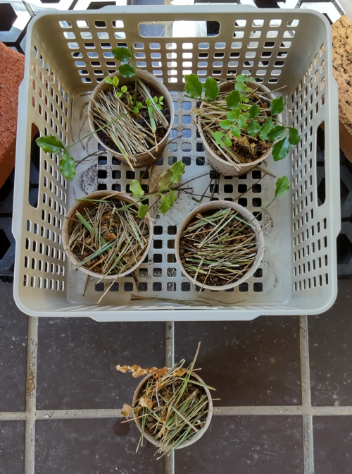 水苔を使った挿し木